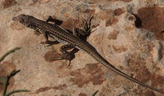 Acanthodactylus schreiberi