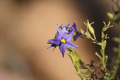 Halgania sericiflora