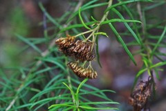 Cassinia telfordii