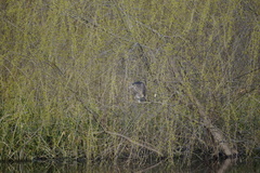 Nycticorax nycticorax obscurus