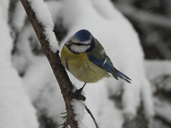 Cyanistes caeruleus