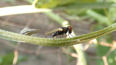 Physiphora alceae