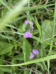 Rostellularia obtusa