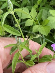 Rostellularia obtusa