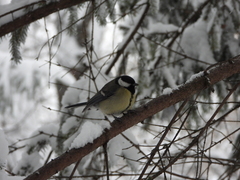 Parus major