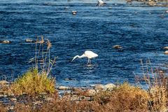 Ardea alba alba