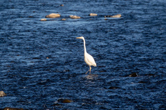Ardea alba alba