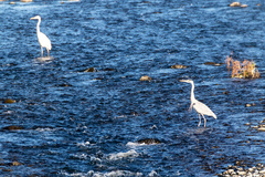 Ardea alba alba