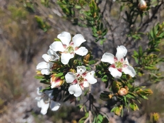 Leptospermum nitidum