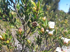 Leptospermum nitidum