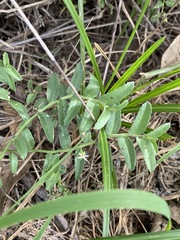 Lobelia concolor