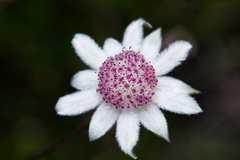 Actinotus forsythii