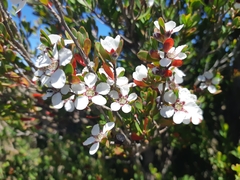 Leptospermum glaucescens