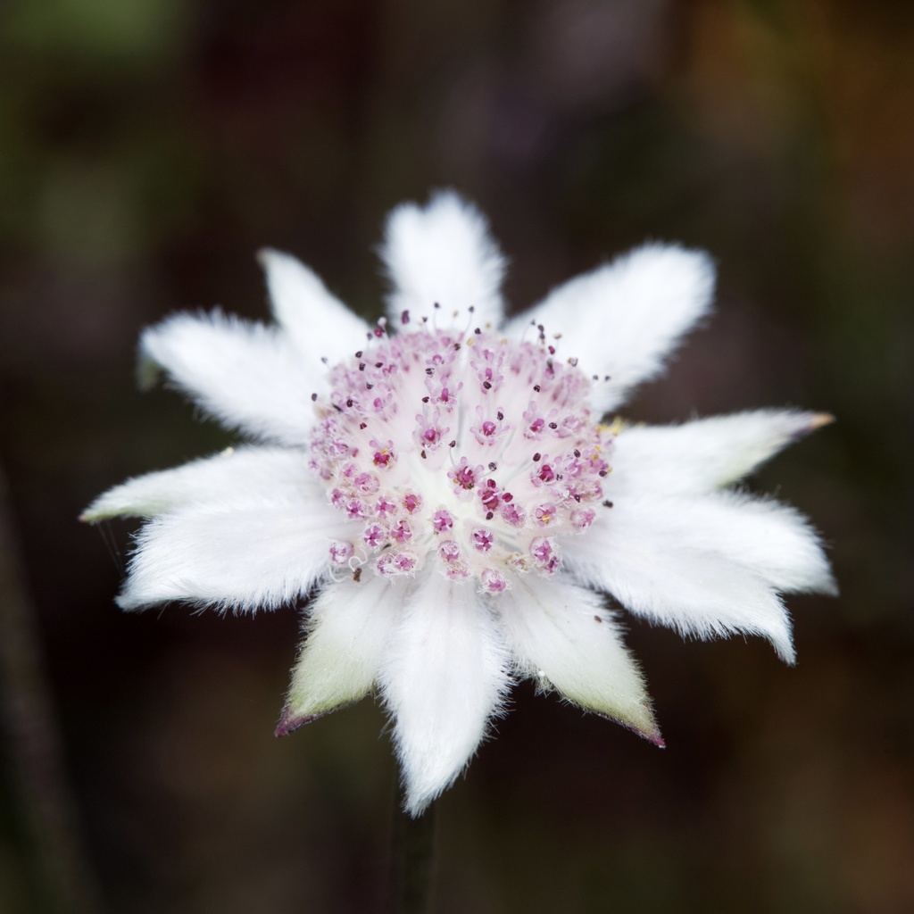 Flannel Flowers