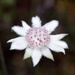 Flannel Flowers - Photo (c) Matt Goodwin, some rights reserved (CC BY-NC-ND), uploaded by Matt Goodwin