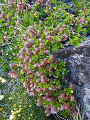 Salix berberifolia kamtschatica
