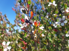 Leptospermum glaucescens