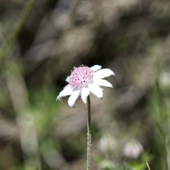Actinotus forsythii