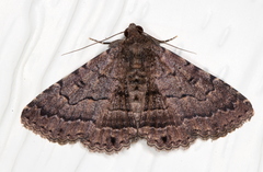 Diatenes aglossoides