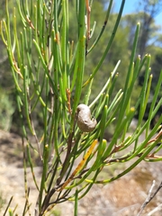 Hakea epiglottis