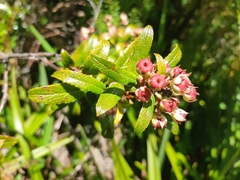Gaultheria hispida