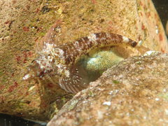 Enneapterygius atrogulare