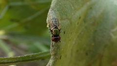 Physiphora alceae