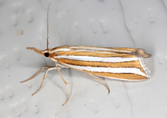 Hednota bivittella