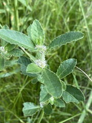 Alternanthera nana