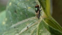 Physiphora alceae