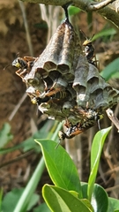 Polistes cinerascens