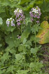 Cardamine raphanifolia acris