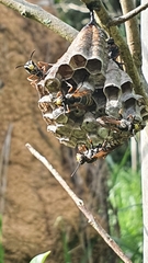 Polistes cinerascens