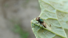 Physiphora alceae