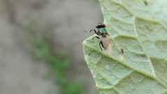 Physiphora alceae