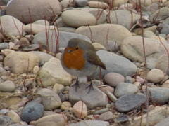 Erithacus rubecula