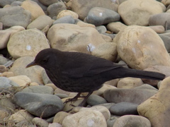Turdus merula
