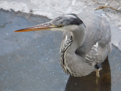 Ardea cinerea