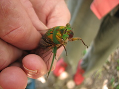 Macrotristria sylvara