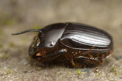 Onthophagus pronus