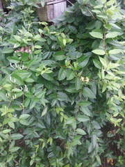 Lonicera