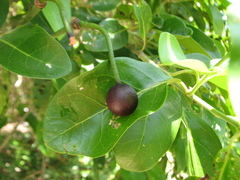 Capparis lucida