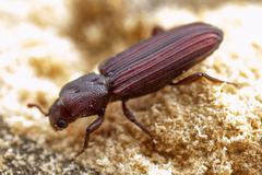 Bothrideridae
