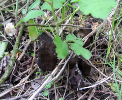 Helvella monachella