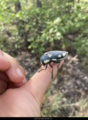 Sternocera orissa orissa