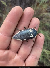 Sternocera orissa orissa