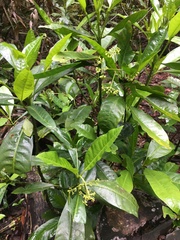 Eumachia frutescens