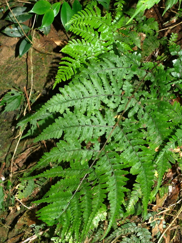 Athyrium arisanense (Athyrium arisanense)