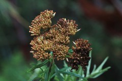 Cassinia telfordii