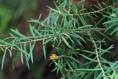 Cassinia telfordii